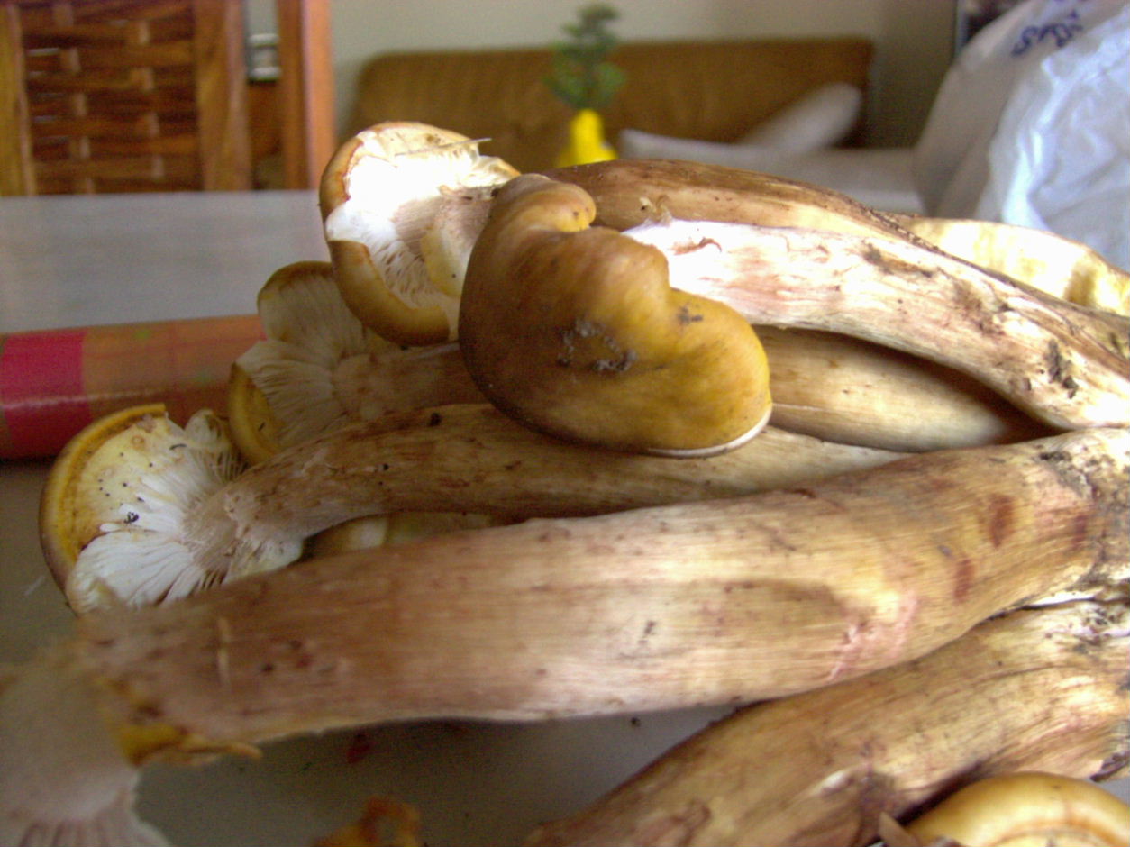 Armillaria mellea?